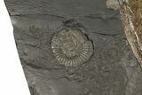 Plate Of Pyritized Ammonite Fossils - Posidonia Shale, Germany #192189-2